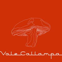 Vale Callampa